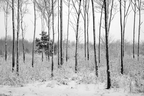 Fresh Snow Great Swamp National Wildlife Area NJ (SA).jpg